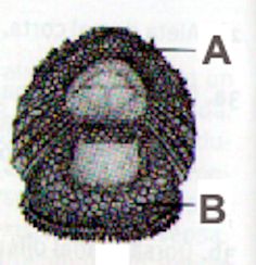 Lepadogaster purpurea_claves_02.jpg
